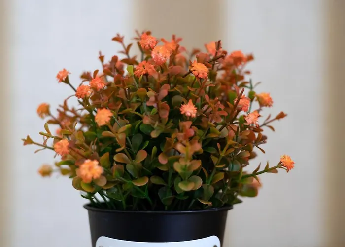 Ubytování v soukromí Casanossa Setúbal